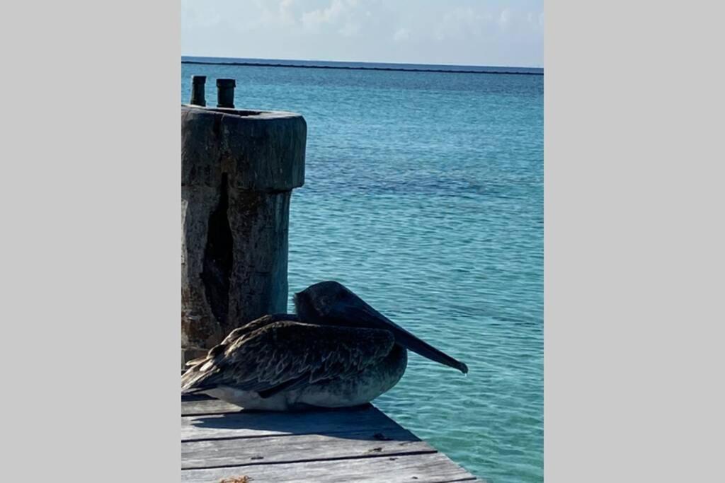 Blue Angel 3 Villa Playa del Carmen Dış mekan fotoğraf